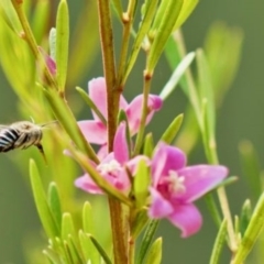 Amegilla sp. (genus) (Blue Banded Bee) at Kaleen, ACT - 23 Dec 2019 by Durnick01