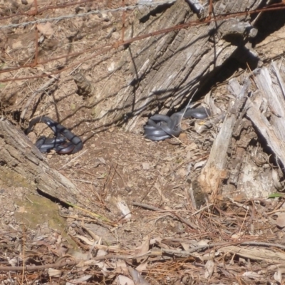 Pseudechis porphyriacus (Red-bellied Black Snake) at Wingecarribee Local Government Area - 26 Mar 2019 by BillM