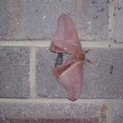 Opodiphthera helena (Helena Gum Moth) at Wingecarribee Local Government Area - 24 Oct 2003 by BillM