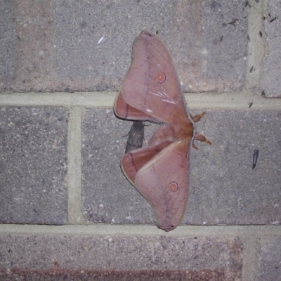 Opodiphthera helena (Helena Gum Moth) at Wingecarribee Local Government Area - 24 Oct 2003 by BillM