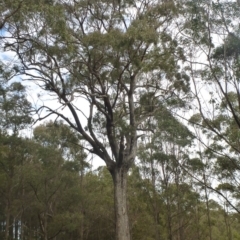 Eucalyptus quadrangulata (White-topped Box) at Wingecarribee Local Government Area - 27 Dec 2019 by BillM