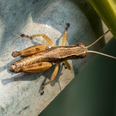 Phaulacridium vittatum (Wingless Grasshopper) at Higgins, ACT - 23 Dec 2019 by AlisonMilton