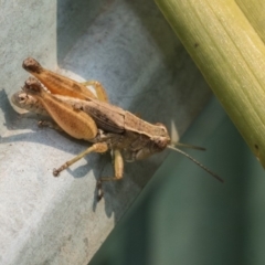 Phaulacridium vittatum at Higgins, ACT - 24 Dec 2019