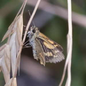 Ocybadistes walkeri at Higgins, ACT - 24 Dec 2019