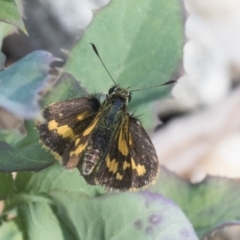 Ocybadistes walkeri at Higgins, ACT - 24 Dec 2019