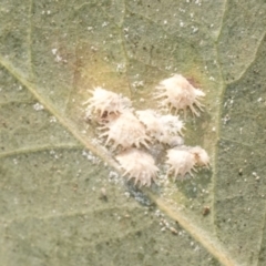 Cardiaspina sp. (genus) at Higgins, ACT - 24 Dec 2019 09:06 AM