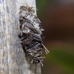 Psychidae (family) IMMATURE (Unidentified case moth or bagworm) at Higgins, ACT - 23 Dec 2019 by AlisonMilton