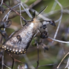 Epicoma contristis (Yellow-spotted Epicoma Moth) at Higgins, ACT - 24 Dec 2019 by AlisonMilton