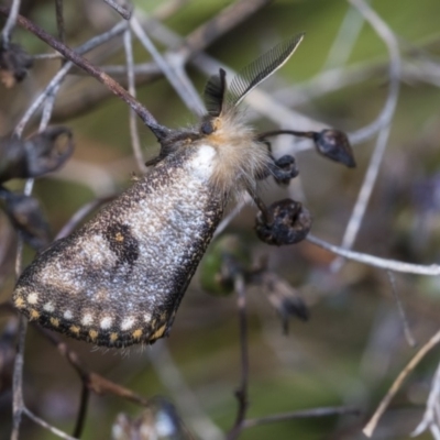 Epicoma contristis (Yellow-spotted Epicoma Moth) at Higgins, ACT - 23 Dec 2019 by AlisonMilton