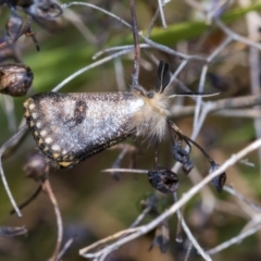 Epicoma contristis at Higgins, ACT - 24 Dec 2019 09:08 AM