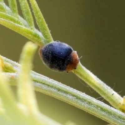 Cryptolaemus montrouzieri (Mealybug ladybird) at Sullivans Creek, Acton - 11 Dec 2019 by AlisonMilton