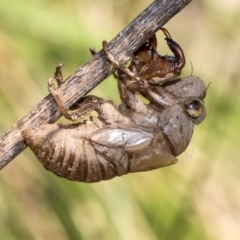 Psaltoda moerens (Redeye cicada) at Mount Ainslie to Black Mountain - 11 Dec 2019 by AlisonMilton