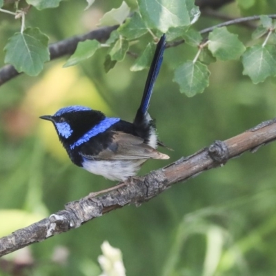 Malurus cyaneus (Superb Fairywren) at Acton, ACT - 11 Dec 2019 by Alison Milton