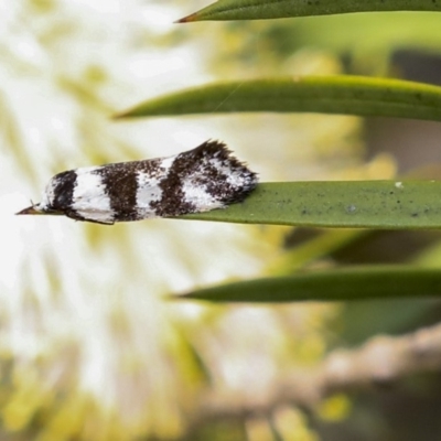 Isomoralla eriscota (A concealer moth) at Mount Ainslie to Black Mountain - 11 Dec 2019 by AlisonMilton