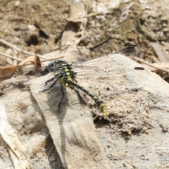 Austrogomphus australis (Inland Hunter) at Acton, ACT - 11 Dec 2019 by AlisonMilton