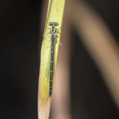 Austroagrion watsoni (Eastern Billabongfly) at Australian National University - 11 Dec 2019 by AlisonMilton