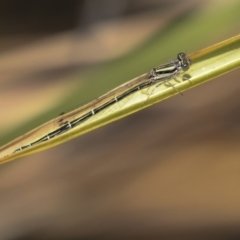 Austroagrion watsoni at Acton, ACT - 11 Dec 2019 11:30 AM