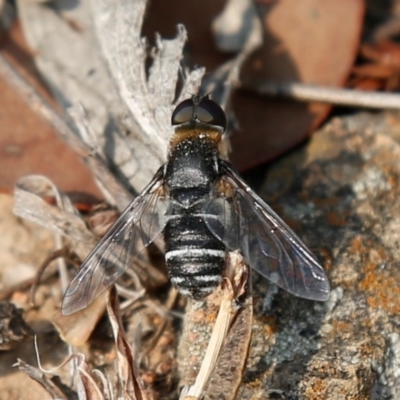 Villa sp. (genus) (Unidentified Villa bee fly) at Kambah, ACT - 22 Dec 2019 by HelenCross
