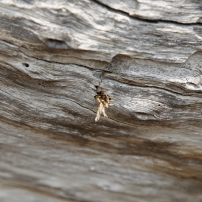 Isodontia sp. (genus) (Unidentified Grass-carrying wasp) at Tuggeranong DC, ACT - 22 Dec 2019 by HelenCross