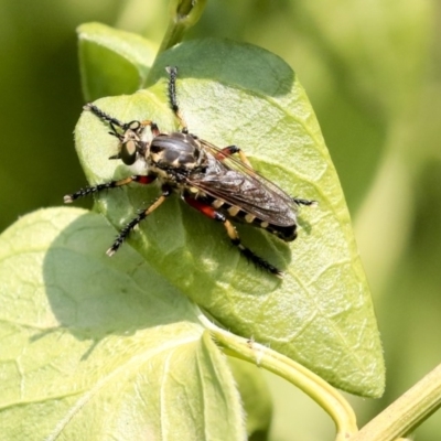 Thereutria amaraca (Spine-legged Robber Fly) at Australian National University - 11 Dec 2019 by AlisonMilton