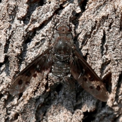 Anthrax sp. (genus) (Unidentified Anthrax bee fly) at Tuggeranong DC, ACT - 23 Dec 2019 by HelenCross