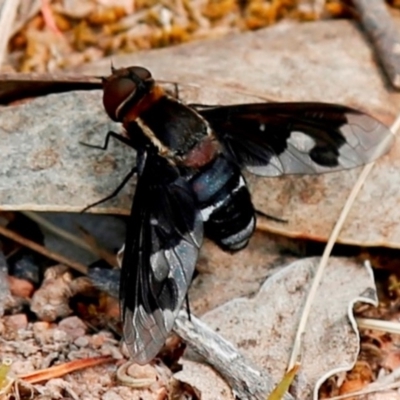 Balaana sp. (genus) (Bee Fly) at Tuggeranong DC, ACT - 22 Dec 2019 by HelenCross