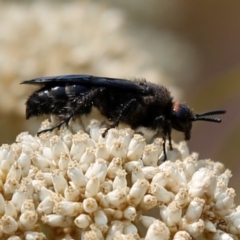 Scolia (Discolia) verticalis (Yellow-headed hairy flower wasp) at Kambah, ACT - 22 Dec 2019 by HelenCross