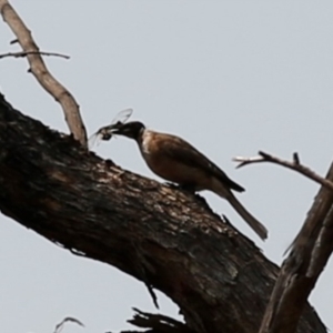 Philemon corniculatus at Kambah, ACT - 23 Dec 2019