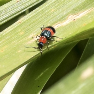 Dicranolaius bellulus at Acton, ACT - 11 Dec 2019 12:01 PM