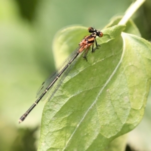 Nososticta solida at Acton, ACT - 11 Dec 2019 11:47 AM