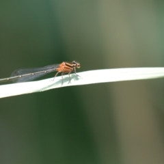 Nososticta solida at Acton, ACT - 11 Dec 2019