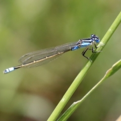 Ischnura heterosticta (Common Bluetail Damselfly) at Acton, ACT - 11 Dec 2019 by AlisonMilton