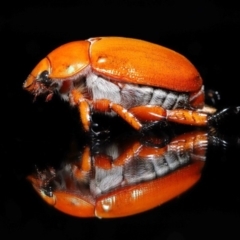 Anoplognathus montanus (Montane Christmas beetle) at Evatt, ACT - 18 Dec 2019 by TimL