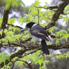 Cracticus torquatus (Grey Butcherbird) at Mittagong, NSW - 15 Oct 2018 by JanHartog