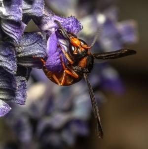 Eumeninae (subfamily) at Macgregor, ACT - 23 Dec 2019