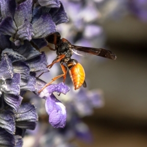 Eumeninae (subfamily) at Macgregor, ACT - 23 Dec 2019