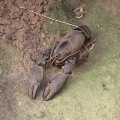 Cherax destructor (Common Yabby) at Latham, ACT - 24 Dec 2019 by pinnaCLE