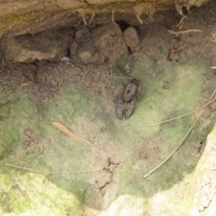 Cherax destructor at Latham, ACT - 25 Dec 2019