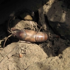 Cherax destructor at Latham, ACT - 25 Dec 2019 09:56 AM