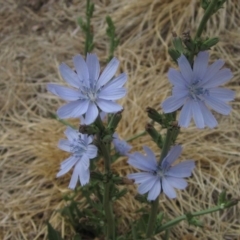 Cichorium intybus (Chicory) at Latham, ACT - 24 Dec 2019 by pinnaCLE