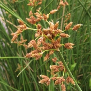 Schoenoplectus tabernaemontani at Latham, ACT - 25 Dec 2019 09:08 AM