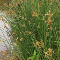 Schoenoplectus validus at Latham, ACT - 25 Dec 2019