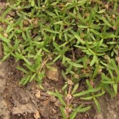 Alternanthera denticulata (Lesser Joyweed) at Latham, ACT - 24 Dec 2019 by pinnaCLE