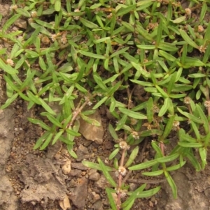 Alternanthera denticulata at Latham, ACT - 25 Dec 2019 09:11 AM