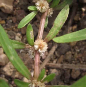 Alternanthera denticulata at Latham, ACT - 25 Dec 2019 09:11 AM