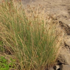 Schoenoplectus tabernaemontani (River Club-rush) at Latham, ACT - 25 Dec 2019 by pinnaCLE