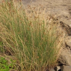 Schoenoplectus validus (River Club-rush) at Latham, ACT - 24 Dec 2019 by pinnaCLE