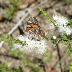 Vanessa kershawi (Australian Painted Lady) at Alpine, NSW - 23 Nov 2017 by JanHartog