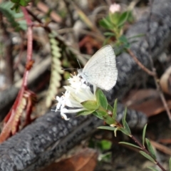 Zizina otis (Common Grass-Blue) at Alpine, NSW - 28 Oct 2017 by JanHartog