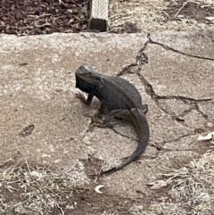 Pogona barbata (Eastern Bearded Dragon) at Symonston, ACT - 25 Dec 2019 by jksmits